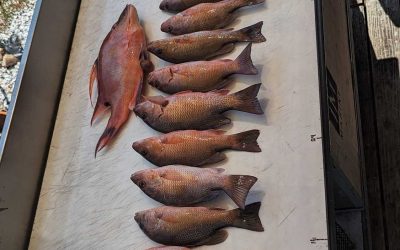 Tampa bay fishing report