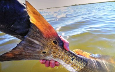 Tampa Bay Fishing Report: Redfish Schools and Active Tarpon in the River